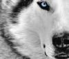 Wolfie