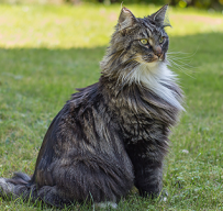mowgli14